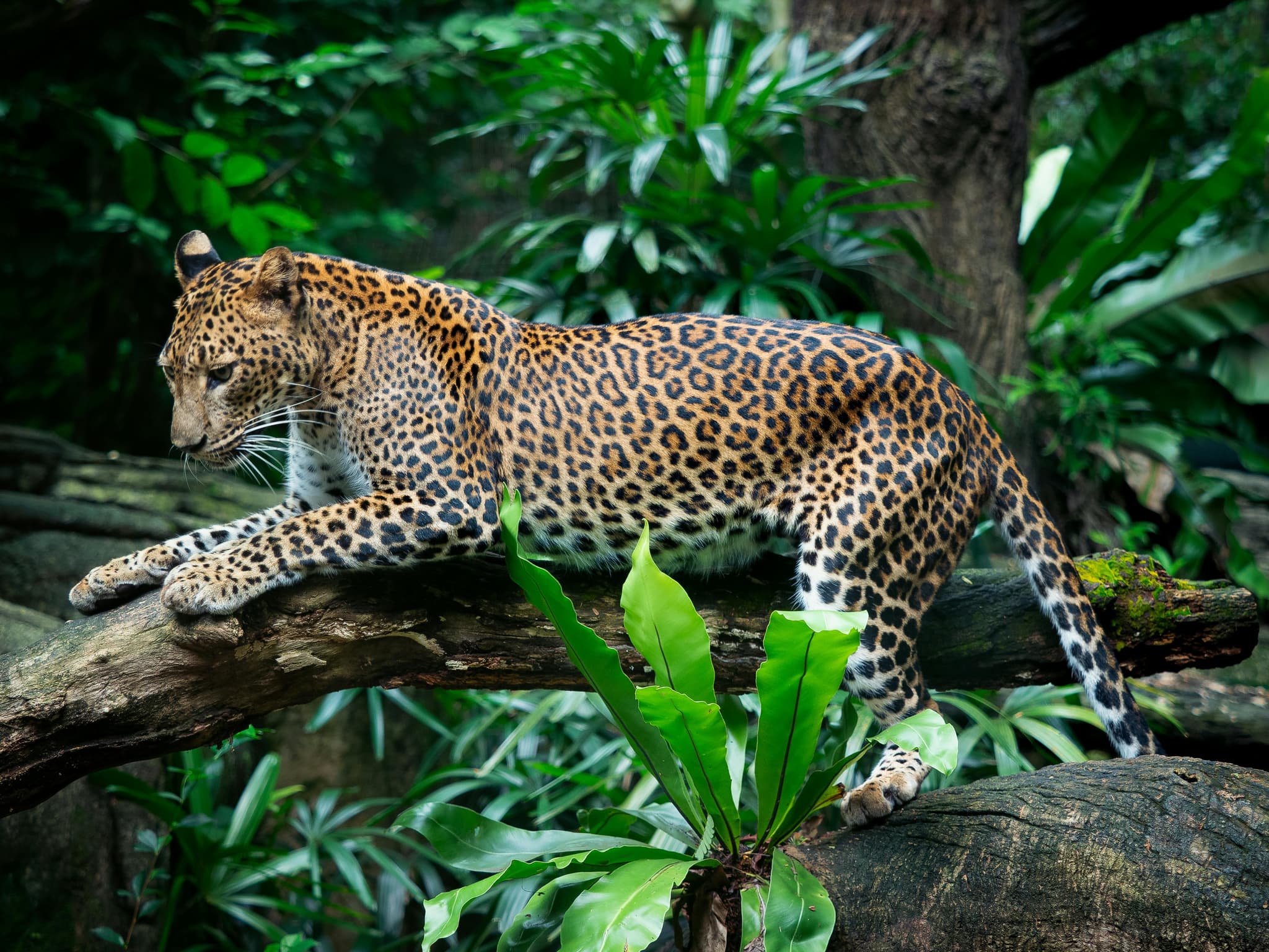 Golden Embroidery Fustan