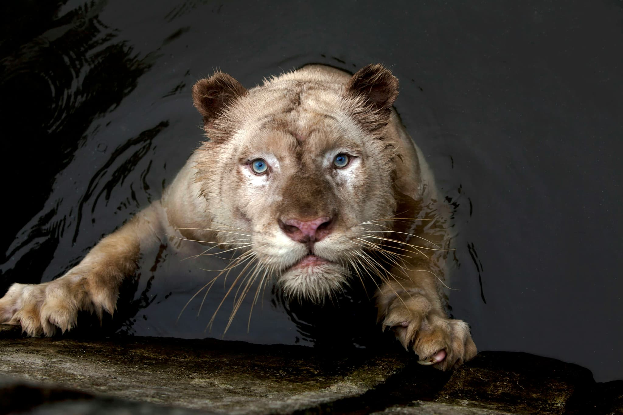 Crystal Dreams Fustan